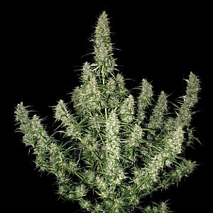 Быстроцветущие семена конопли картинки марихуану