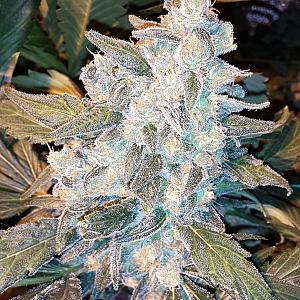 Auto Pakistan Feminised (Canadian Seeds)