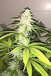 Auto Pure Power Plant Feminised