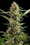 Auto Somango Feminised