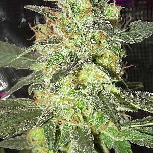 Auto Tyson Feminised (Canadian Seeds)