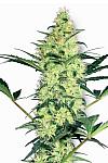 Auto White Haze Feminised