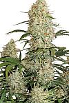 Auto White Russian XXL Feminised