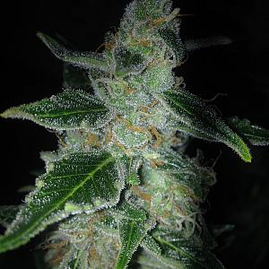 Сорт семян конопли Auto Big Bang Feminised