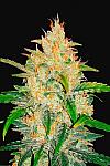 Auto Zkittlez Feminised