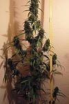 Auto Dr. Grinspoon Feminised