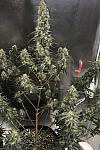 Auto Afghani №1