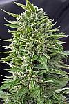 Auto Ak-49