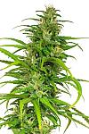 Auto Anesthesia