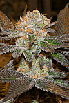 Auto Big Bang