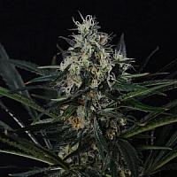 Удобрения для марихуаны дрожжи марихуана семена эйфория