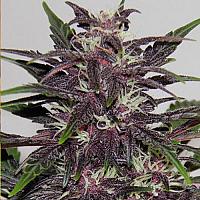 Auto Blue Mystic Regular