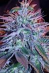 Auto Blueberry