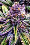 Auto Blueberry Bliss