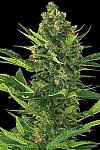 Auto Bubblelicious