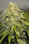 Auto Cheese