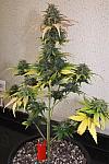 Auto Critical Blue