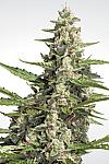Auto Diesel