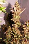 Auto Dr. Grinspoon