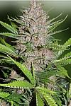 Auto Euphoria