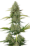 Auto Gagarin Haze