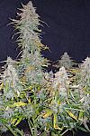 Auto Jack Herer