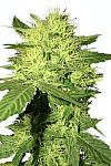 Auto Kush