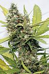 Auto Lemon Skunk