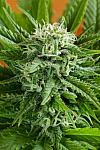 Auto Pineapple Express