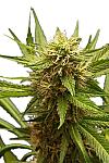Auto Power Skunk