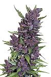 Auto Purple