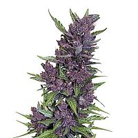 Auto Purple Feminised