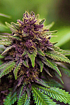 Auto Purple Feminised