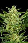 Auto Shark