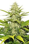 Auto Skunk