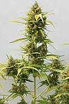 Auto Super Critical