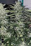 Auto White Russian