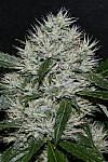 Auto White Widow