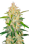 Auto Zkittlez