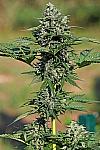 Gorilla Glue Auto