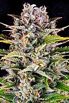 Gorilla Zkittlez Auto