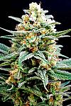 Auto White Diesel Haze