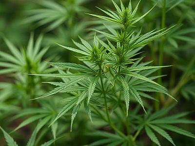 Основи гровінгу канабісу Основи гровінгу канабісу