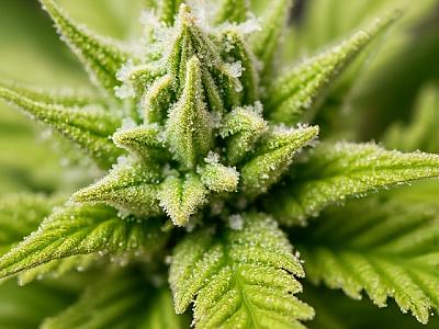 Трихоми марихуани, що це? Трихоми марихуани, що це?