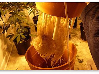 Выращивание конопли на гидропонике