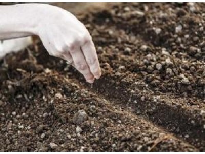 Как посадить семена конопли в открытом грунте?