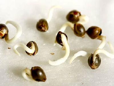 Как прорастить семена конопли?