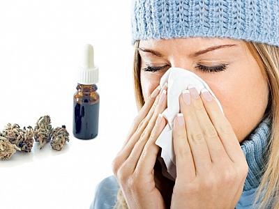 Можно ли курить шишки каннабиса в период простуды? Полезно ли это?
