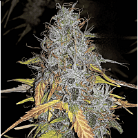 Auto Chemdawg Feminised (BullySeeds)