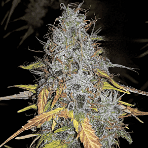 Auto Chemdawg Feminised (BullySeeds)